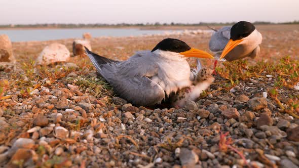 River Tern chick rejects the fish its father served , its taken back by the father alt