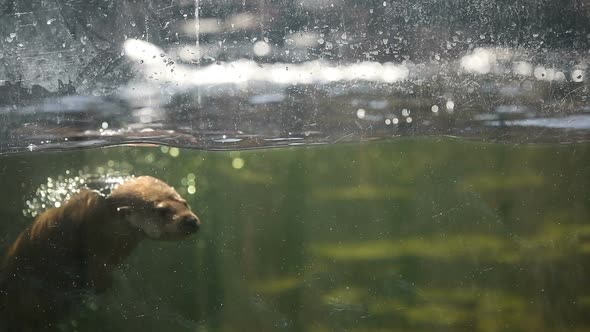 Playful Otter Swimming and Playing Around in Water alt