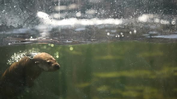 Playful Otter Swimming and Playing Around in Water