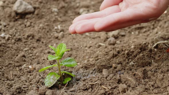 Girl's Hand Waters a Small Seedling in the Ground alt