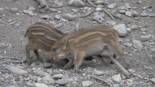 Couple of cute young boars fighting against for food on stony ground -close up shot alt