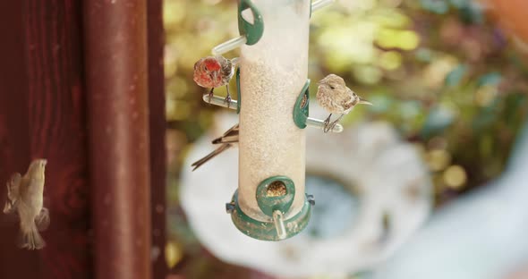 Wildlife  Summer Day alt