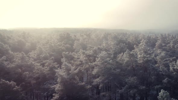 Aerial footage of pine forest fully covered with frost and snow and bright sun shining