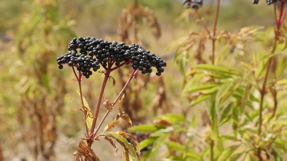 Sambucus ebulus in the field close-up 4K 2160p 30fps UltraHD footage - Danewort herbaceous elder pla alt