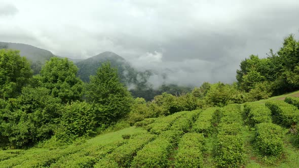 Tea Bushes Grow on the Mountainside. Organic Product. Cultivation and Harvest of Tea alt