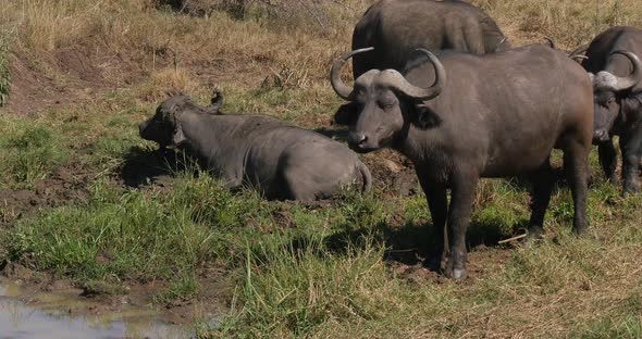 African Buffalo, syncerus caffer, Adult having Mud bath, Nairobi Park in Kenya, Real Time 4K alt