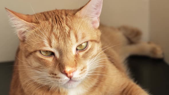 Closeup Portrait of a Ginger Cat