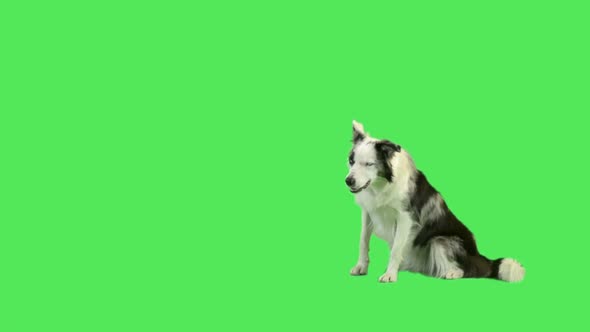 Dog laying down and rolling over in green screen studio 