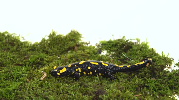 Fire Salamander. Salamandra Maculosa on Green Moss in White Background. alt
