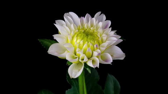 Timelapse of Blooming White Dahlia Flower Isolated on Black Background alt