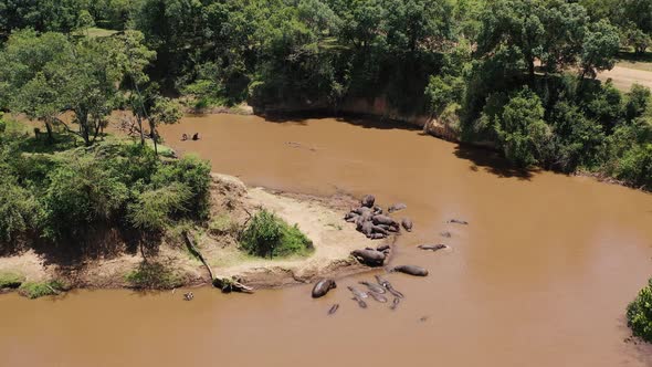 Hippos in a River at South Africa alt