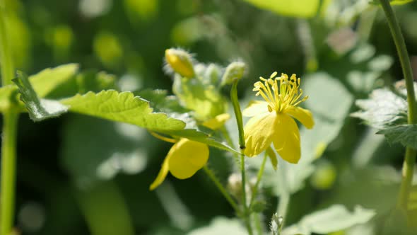 Herbaceous tetterwort  flower close-up 4K 2160p 30fps UltraHD footage - Shallow DOF perennial plant  alt
