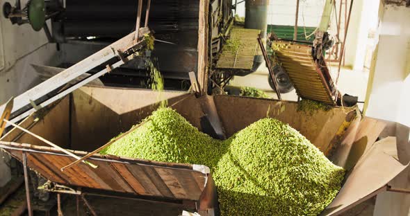 Hop Cones Separated By the Machine Fall From the Feeders Into the Storage Room Before alt