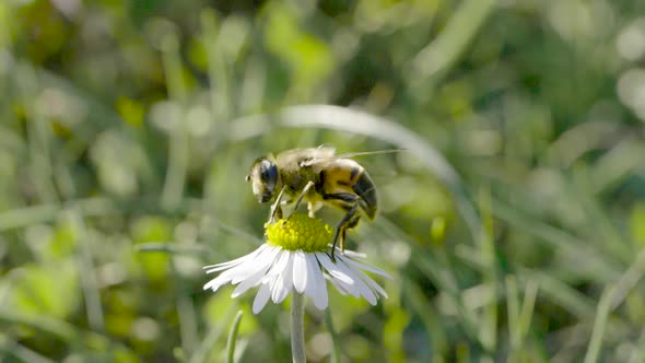 Little honey bee on daisy