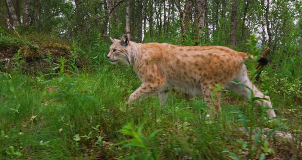 Two Focused Young European Lynx Cats Walking in the Forest in Evening
