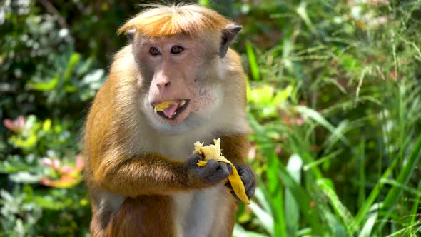 Wild Monkeys in Natural Conditions Eat Bananas