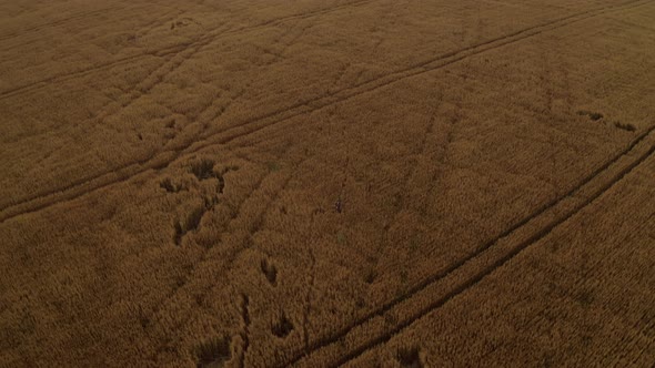 Woman walking in agricultural wheat / oat field at sunset. Rural landscape. Aerial view. Nature