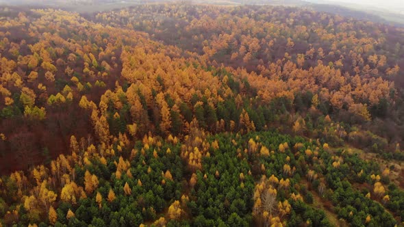 Amazing aerial birds eye view forest, trees at fall season.  alt