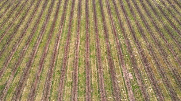 Rows of Young Sprouts of Organic Seedlings Growing in Fertilized Soil on Agricultural Field alt