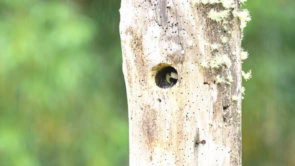 Costa Rica Bird, Acorn Woodpecker (melanerpes formicivorus) in its Birds Nest Hole in a Tree Hollow, alt