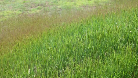 Green vivid green grass waving in wind