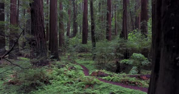 Flying into Redwood Forest