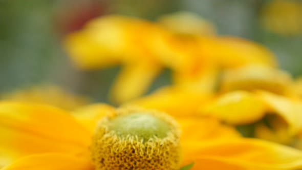 Yellow background of  Rudbeckia hirta Irish Spring petals and pistil 4K 3840X2160 30fps UltraHD foot