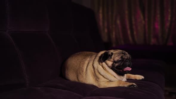Funny Dog Resting on Sofa alt