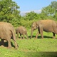 Elephant Family Herd Grazing Near Dirt Safari Road in Udawalawe National Park, Sri Lanka - VideoHive Item for Sale