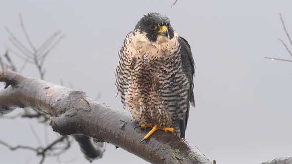 Peregrine Falcon Video Clip alt
