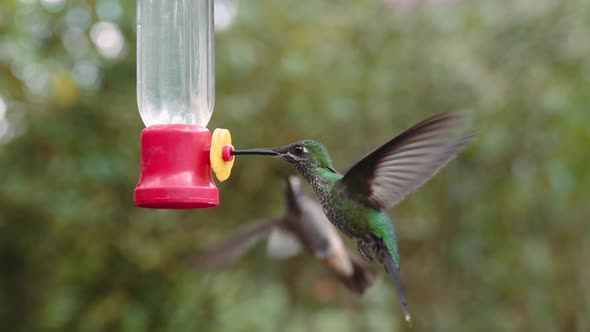 Couple of Hummingbirds feeding on a feeder in Mindo Ecuador gardens alt