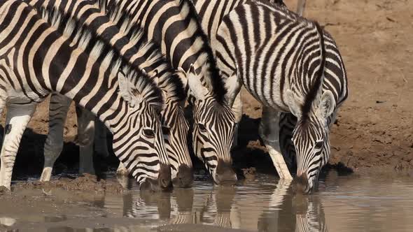 Plains Zebras Drinking Water - South Africa alt