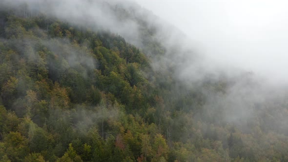 Flying above foggy pine forest treetops