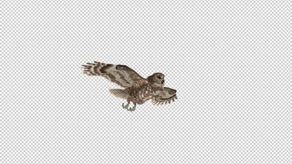 Owl - Spotted - Flying Loop - Side View