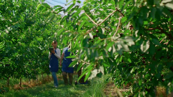 Farm Workers Team Collecting Berry Fruits Crate Analysing Quality in Plantation alt