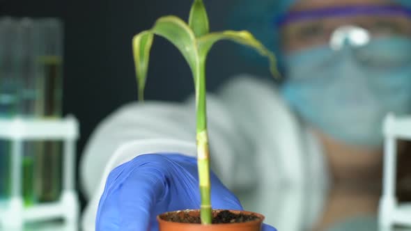 Biologist Taking Plant in Pot Checking Result After Fertilizer Injection Ecology alt