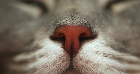 Extremely Close Up Footage of a Nose and a Mouth of Grey Short Haired House Cat. alt