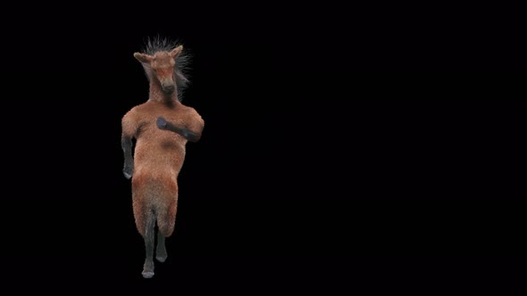 34 Horse Dancing 4K alt