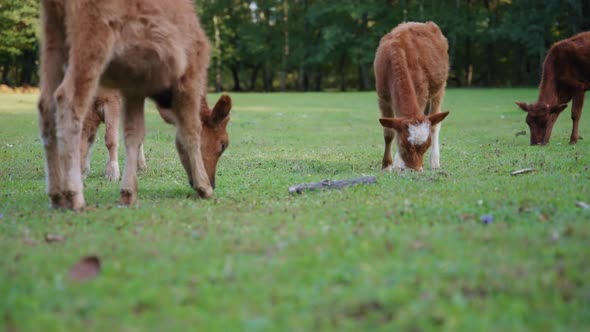 Young calves herd grazing on the meadow alt