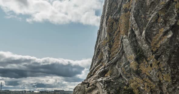 Camera Movement Along a Tree Trunk Overlooking a Cloudy Autumn Sky Timelapse Hyperlapse Beautiful alt