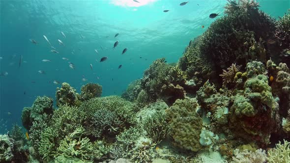 Coral Reef with Fish Underwater alt