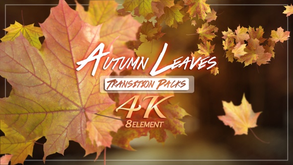 Autumn Leaves Transition