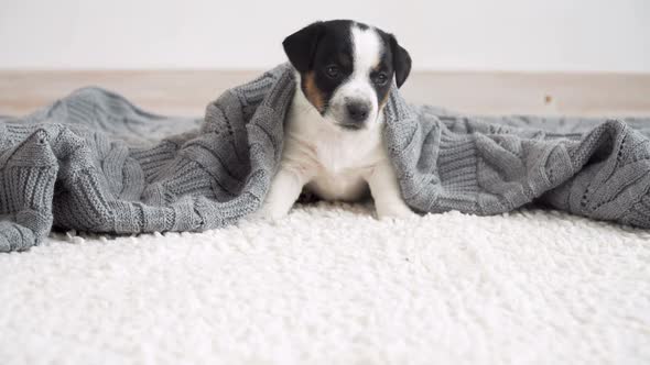 Newborn Puppy on Knitted Plaid alt