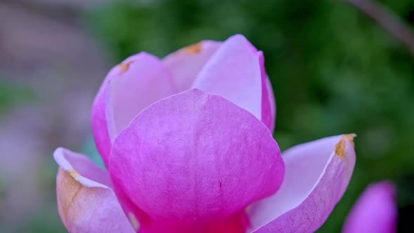 Closeup of a Beautiful Pink Flower of Blooming Magnolia