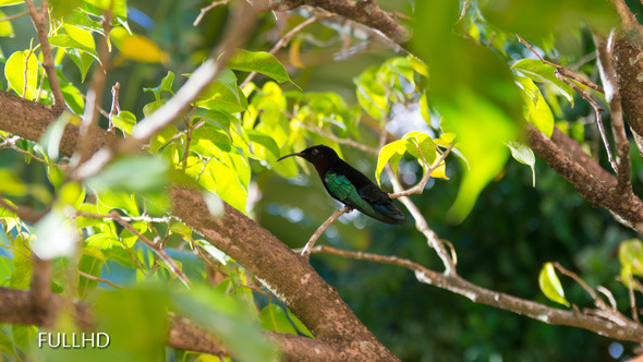 Humming Bird On Caribbean Island alt