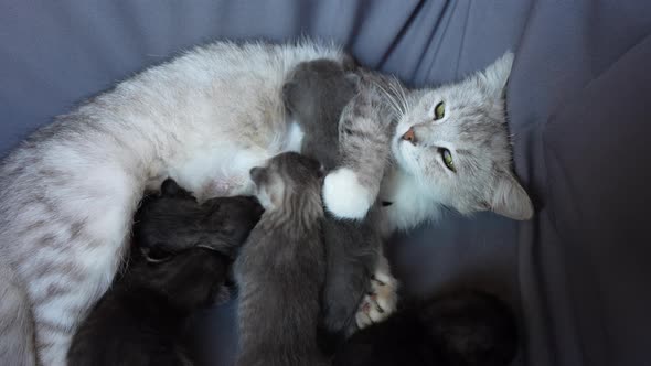 Mom cat next to kittens. Blind newborn kittens on the first day of life