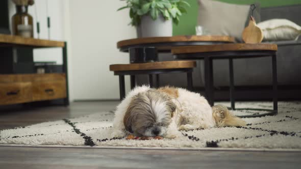 Boomer dog sniffs and licks chew toy sitting on living room rug, medium shot alt