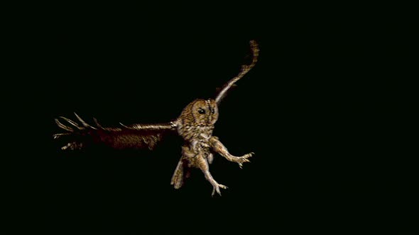 700657 Eurasian Tawny Owl, strix aluco, Adult in Flight, Normandy, Slow motion alt