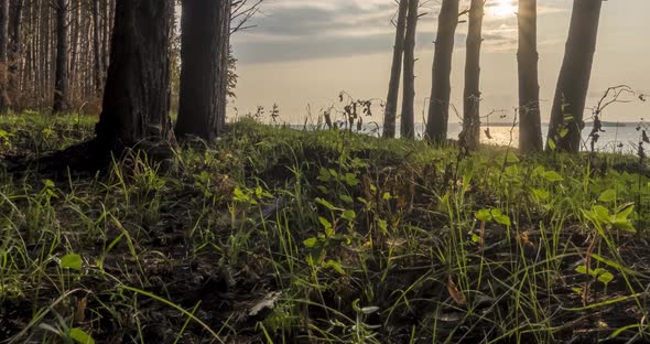 Wild Forest Lake Timelapse at the Summer Time, Wild Nature and Rural Meadow, Green Forest of Pine alt