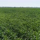 Corn Field Aerial - VideoHive Item for Sale